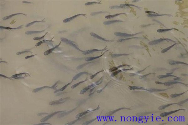 魚(yú)種、秋花和春片
