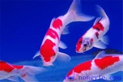 在水族箱中喂養(yǎng)錦鯉要注意些什么？