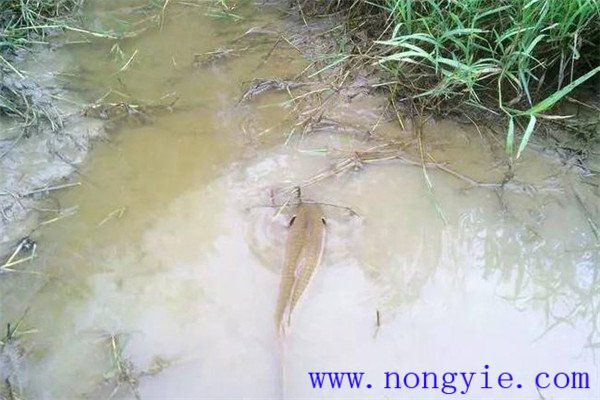 怎樣利用小山塘、魚池、坑凼培育魚苗、魚種