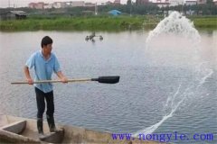 魚(yú)類養(yǎng)殖過(guò)程的具體飼養(yǎng)管理都需要注意什么