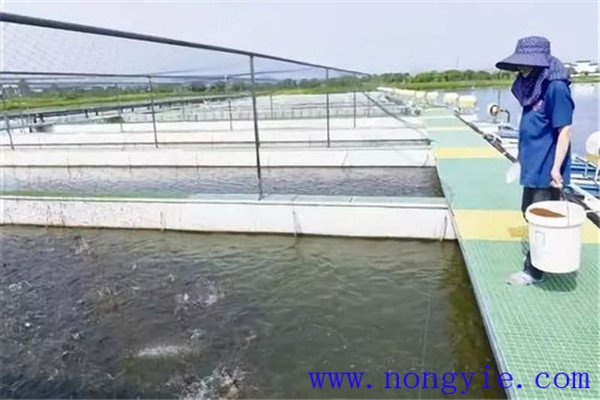 保證飼料質(zhì)量、掌握好投喂量