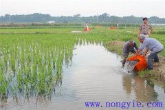 稻田養(yǎng)魚的現(xiàn)代養(yǎng)殖模式有哪些新的變化？