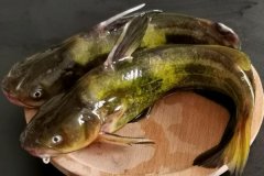 如何宰殺黃骨魚、怎么清洗，怎么挑選黃骨魚