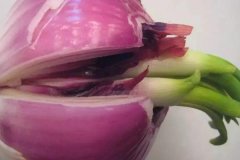 洋蔥發(fā)芽能不能吃，怎么避免洋蔥發(fā)芽？