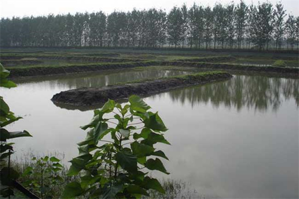 改善水質(zhì)、凈化底質(zhì)
