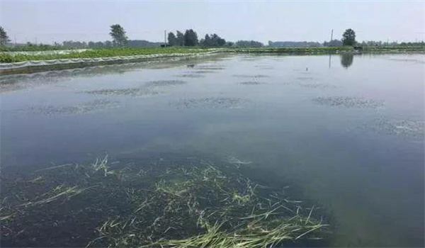 凈化、穩(wěn)定水質(zhì)