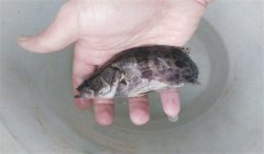 常見的魚病有幾種類型，病毒性魚病有幾種