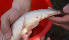 怎樣防治魚的中華魚鳋病，其癥狀表現(xiàn)如何？