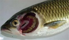 魚類爛鰓病的病因是什么，有哪些癥狀表現(xiàn)？