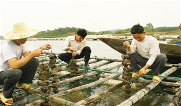 河蚌怎樣采捕、運輸與暫養(yǎng)