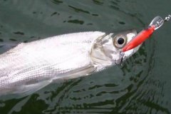 翹嘴魚(yú)冬季在什么位置好釣，怎么釣需注意什么