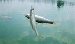 釣到的白條魚(yú)能養(yǎng)活嗎？釣白條魚(yú)要注意什么？