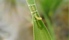 稻縱卷葉螟用什么藥防治，其發(fā)生規(guī)律是什么？