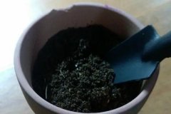 如何正確使用多菌靈 需注意什么，用多了會怎樣