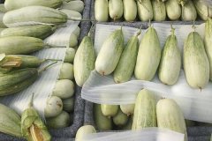 羊角蜜甜瓜什么時(shí)間成熟上市，怎么看熟不熟？