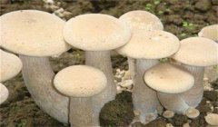 食用菌有哪些營(yíng)養(yǎng)類型:腐生性、共生性、寄生性