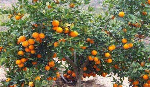 橙子樹(shù)的種植技術(shù)要點(diǎn)
