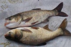 鳙魚和鰱魚的區(qū)別，鳙魚和鰱魚如何搭配放養(yǎng)