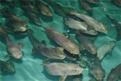 目前石斑魚(yú)的養(yǎng)殖品種、養(yǎng)殖方式情況介紹