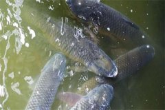 吊養(yǎng)草魚、鳙魚養(yǎng)殖經(jīng)驗(yàn)總結(jié)