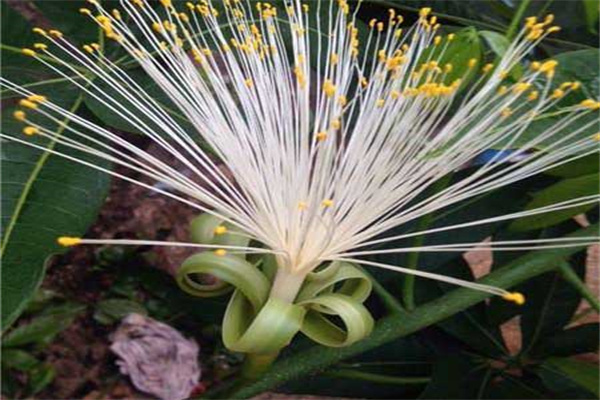 發(fā)財(cái)樹的開花時間