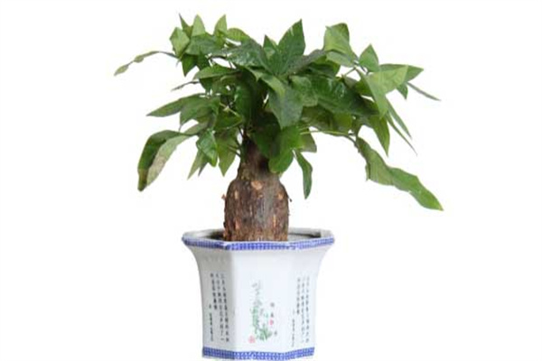 發(fā)財(cái)樹會開花嗎