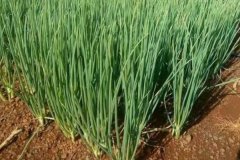 大蔥的品種有哪些，什么時間種植、怎樣種植