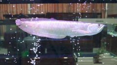 銀龍魚(yú)水溫多少合適，銀龍魚(yú)怎么養(yǎng)及喂養(yǎng)技巧