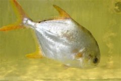 淡水鯧的形態(tài)特征、食性與生長(zhǎng)規(guī)律