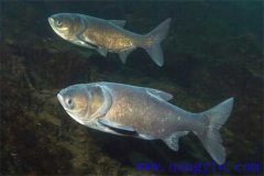 家魚混養(yǎng)池只死鰱鳙魚的原因是什么？