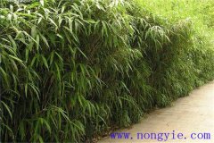 大明竹怎么養(yǎng)？大明竹的相關(guān)知識(shí)
