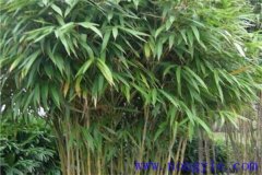 矢竹是什么竹子，矢竹的栽植方法