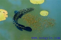 烏魚的產(chǎn)卵季節(jié)、成熟年齡、懷卵量與產(chǎn)卵量