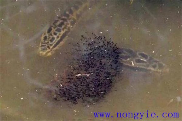 烏魚的懷卵量、產(chǎn)卵量