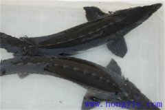 俄羅斯鱘魚常見病害有哪些，如何防治？