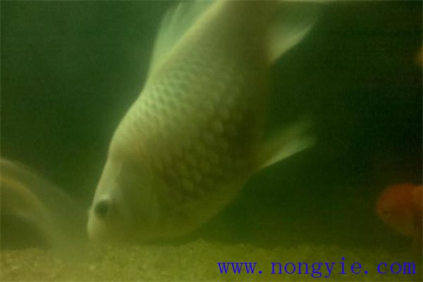 鯉魚的產卵季節(jié)