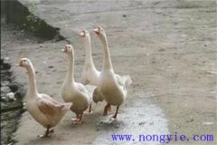 母鵝拔毛注意事項 母鵝拔毛后幾天能下蛋？