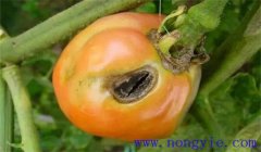 如何防治西紅柿鉆心蟲(chóng)，用什么藥物防治？