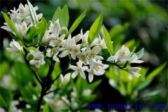 柑橘花期是什么時候，如何管理、用什么農(nóng)藥