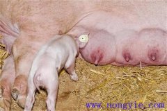 母豬奶水不足怎么辦，是什么原因?qū)е碌模? /></a>
            <a href=