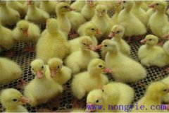 剛買回來的鵝苗如何飼養(yǎng)，如何預(yù)防疾??？