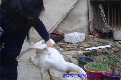 家里怎樣殺鵝，殺鵝怎么拔毛最快干凈？