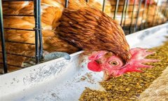 雞浪費飼料？告訴你養(yǎng)雞省料的小竅門