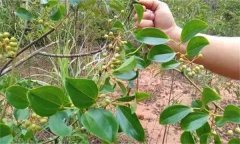 金剛藤有何藥用價(jià)值？臨床應(yīng)用如何？