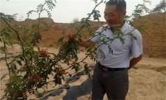 花椒栽培方式有哪幾種？