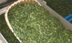 炒青綠茶加工分哪幾道工序、具體方法是什么？
