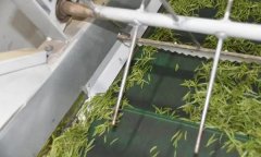 毛尖茶機(jī)械制作的具體步驟和方法是什么？