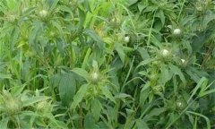白術(shù)的主要病害有哪些？其防治方法如何？