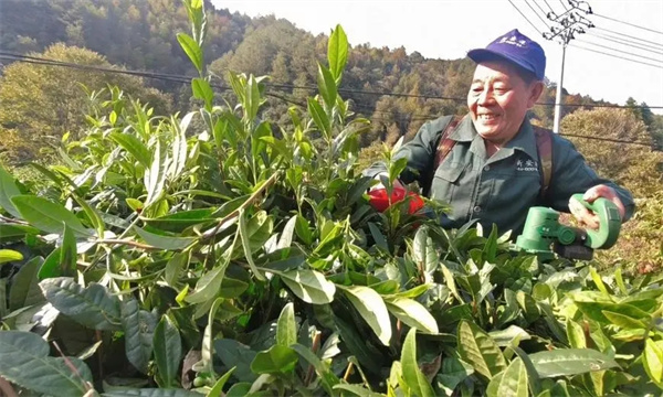改造樹冠，更新復(fù)壯