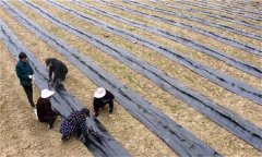 茶苗地膜覆蓋栽培有哪些好處，具體方法是什么